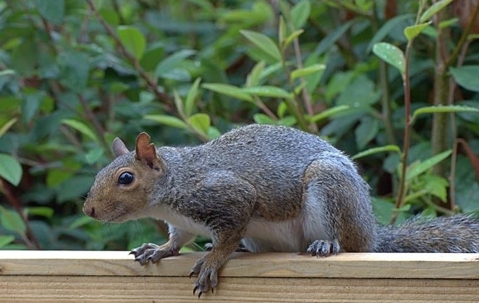 squirrel on a ledge