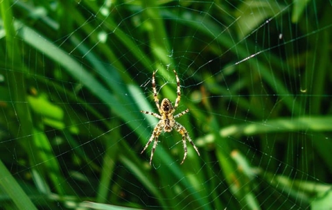 spider in a web outside