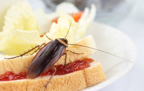 cockroach on a peanut butter and jelly sandwich