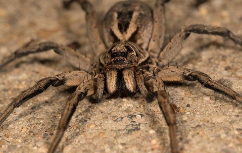 wolf spider on ground
