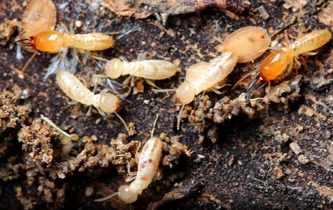 termites on the ground