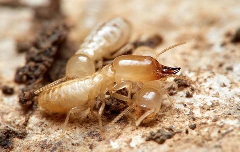 close up of termites on wood