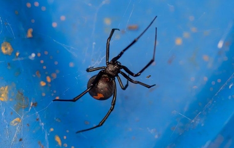 a black widow spider in its web