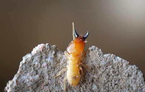 a termite climbing up its nest