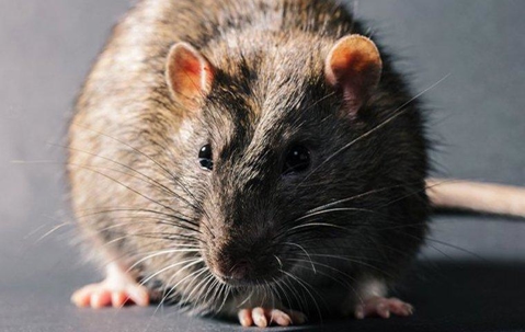 up close image of a norway rat in a home