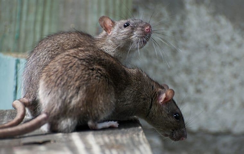 brown rats and norway rats