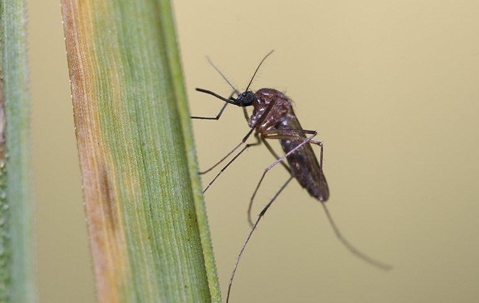 mosquito on a blade of grass