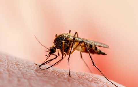 mosquito biting a human hand