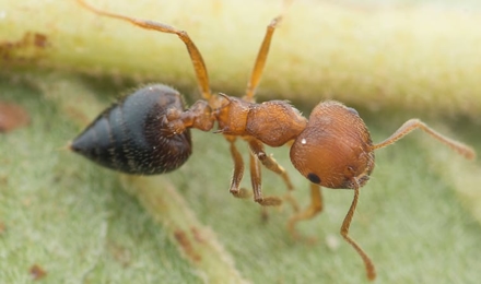 Acrobat Ants