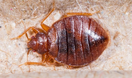 Bed Bugs