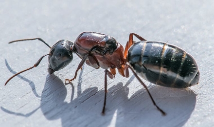 Carpenter Ants