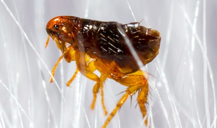 Fleas