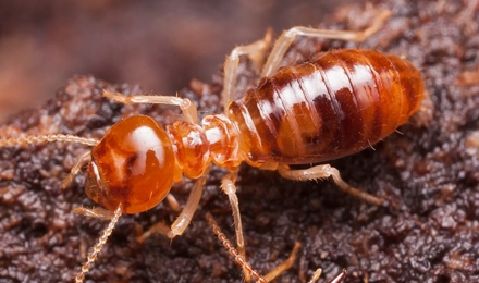 Termites