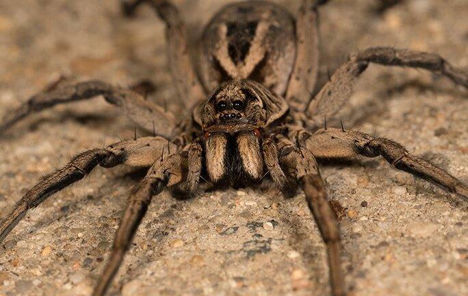 Blog - What You Should Know About Wolf Spiders In Dallas